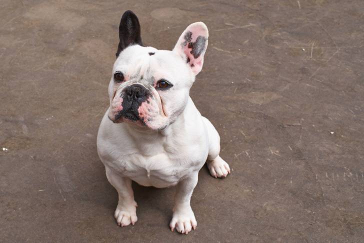 Photo Bouledogue Français