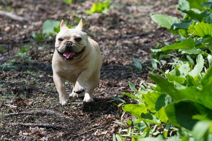 Photo Bouledogue Français