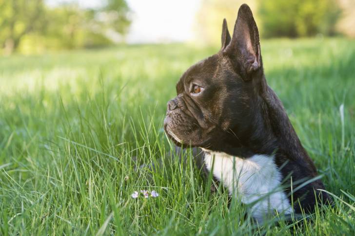 Photo Bouledogue Français