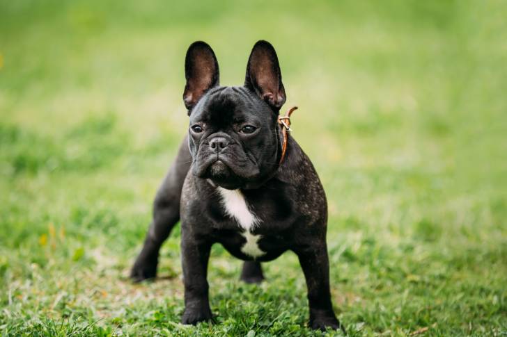 Photo Bouledogue Français