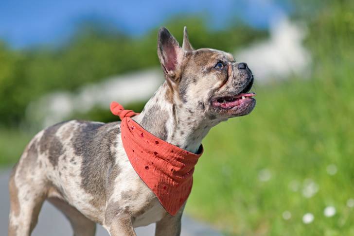 Photo Bouledogue Français