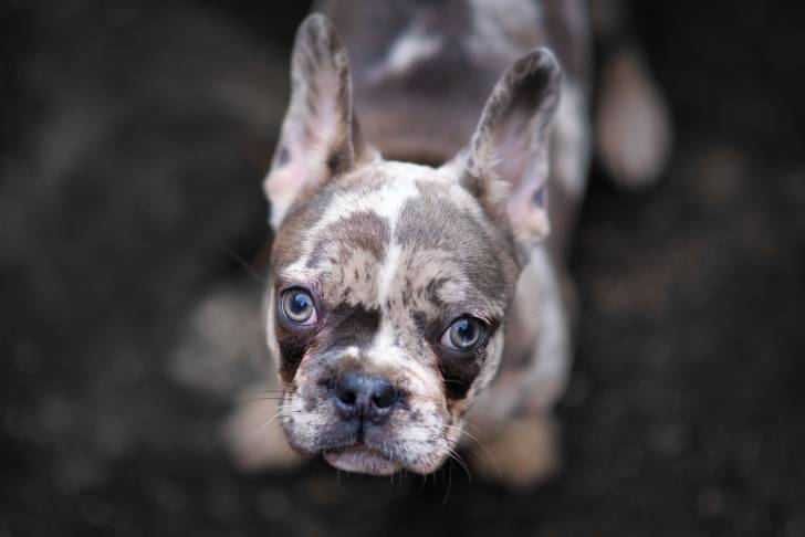 Photo Bouledogue Français