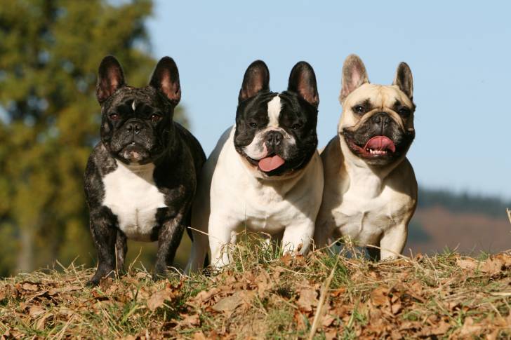 Trois Bouledogues Français assis ensemble dans un parc