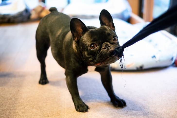 Photo Bouledogue Français