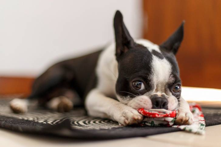 Un Bouledogue Français mâchouille un jouet sur le tapis