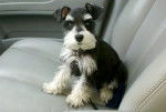 Gemini - Schnauzer Moyen (10 mois)