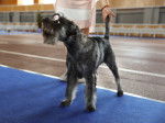 Photo Schnauzer Moyen