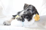 Photo Schnauzer Moyen