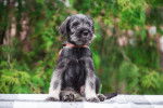 Photo Schnauzer Moyen
