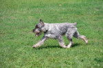 Photo Schnauzer Moyen