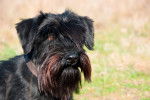 Photo Schnauzer Moyen