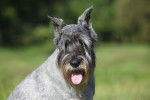 Photo Schnauzer Moyen