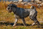 Photo Schnauzer Moyen