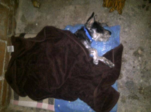 Dexter - Schnauzer Moyen Mâle (1 an)