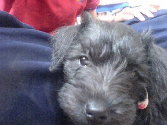 Deisy - Schnauzer Moyen (2 ans)