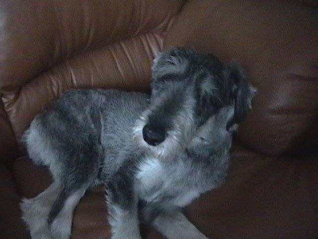 max - Schnauzer Moyen Mâle (8 ans)