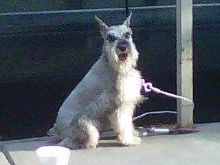 mi rocky - Schnauzer Moyen Mâle
