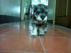 Susi - Schnauzer Moyen (3 mois)