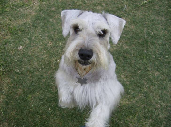 Cheewy - Schnauzer Moyen Mâle
