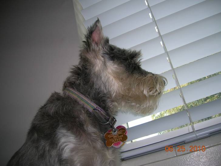 Fritzi - Schnauzer Moyen (4 ans)