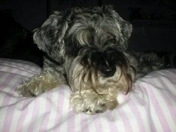 Zack - Schnauzer Moyen Mâle (6 ans)