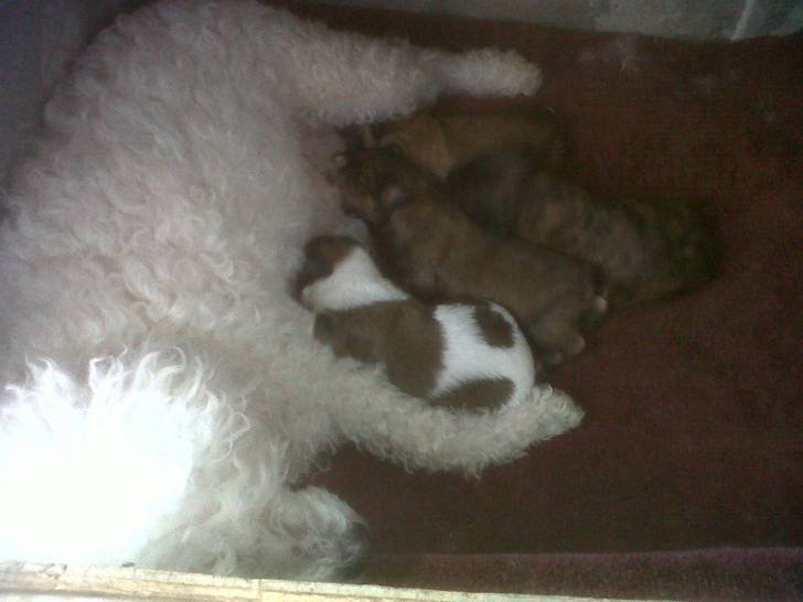 lili,lulu,lila,tigresa y muneca - Schnauzer Moyen (4 mois)