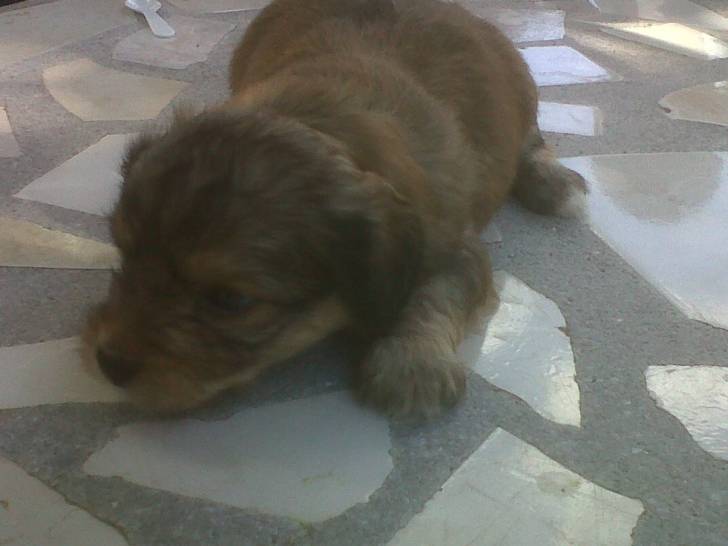 lili con 1 mes - Schnauzer Moyen (4 mois)