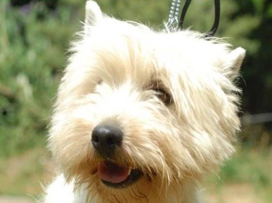 Benjamin - Schnauzer Moyen Mâle (1 an)