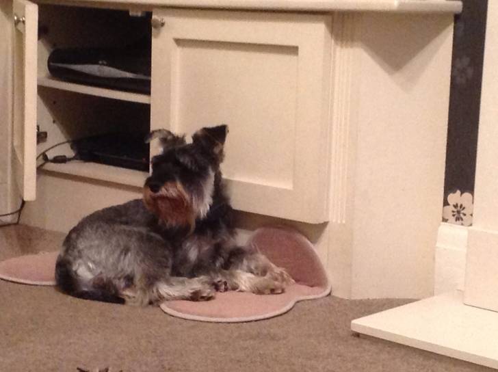 Storm - Schnauzer Moyen Mâle (3 ans)