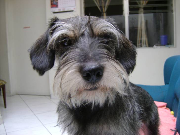 Tonny - Schnauzer Moyen Mâle (3 ans)
