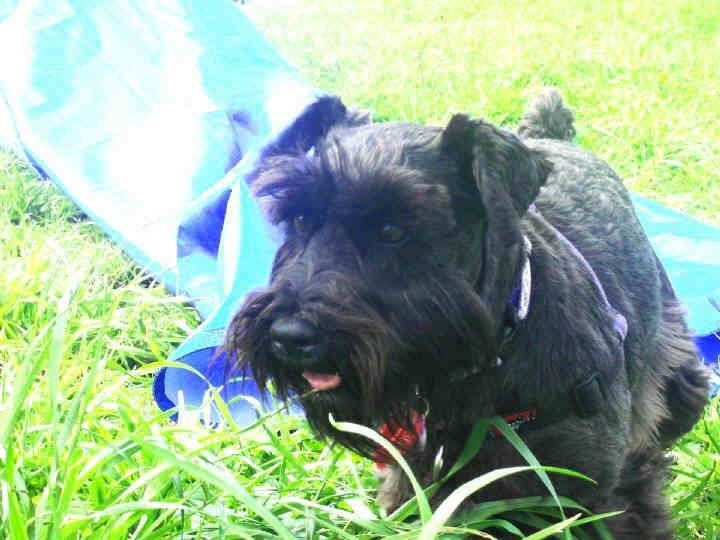Rosie - Schnauzer Moyen