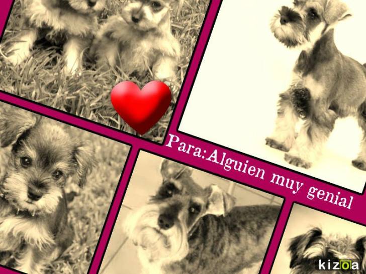 Para:Dogus - Schnauzer Moyen (2 ans)