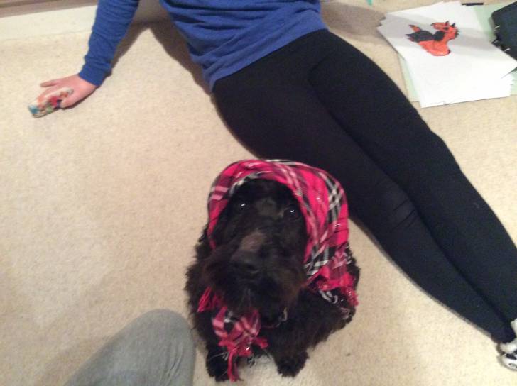 Kezzie Minnie schnauzer, got a Brady nose - Schnauzer Moyen (9 mois)