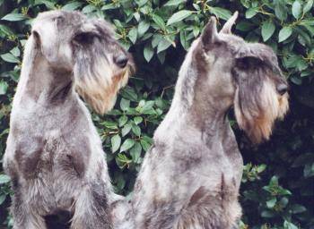 Schnauzer Moyen - Schnauzer Moyen