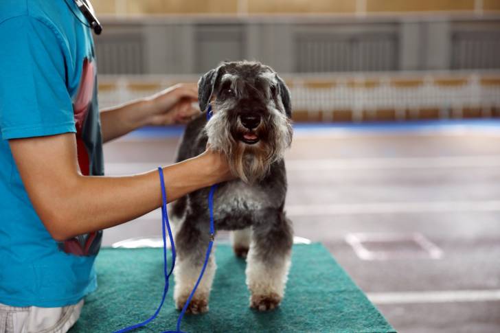 Photo Schnauzer Moyen