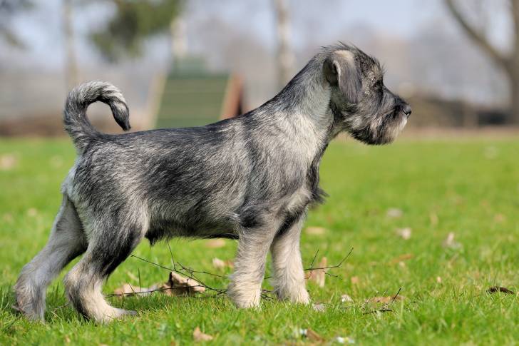 Photo Schnauzer Moyen