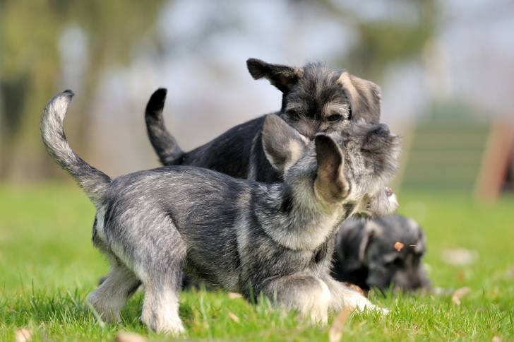 Photo Schnauzer Moyen