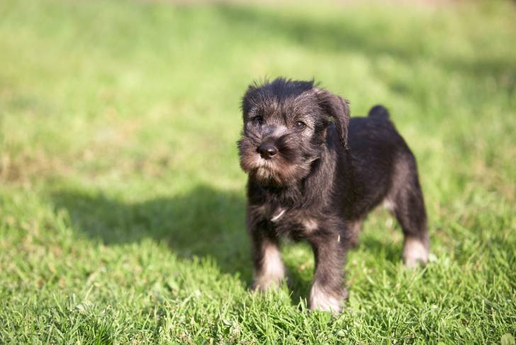 Photo Schnauzer Moyen