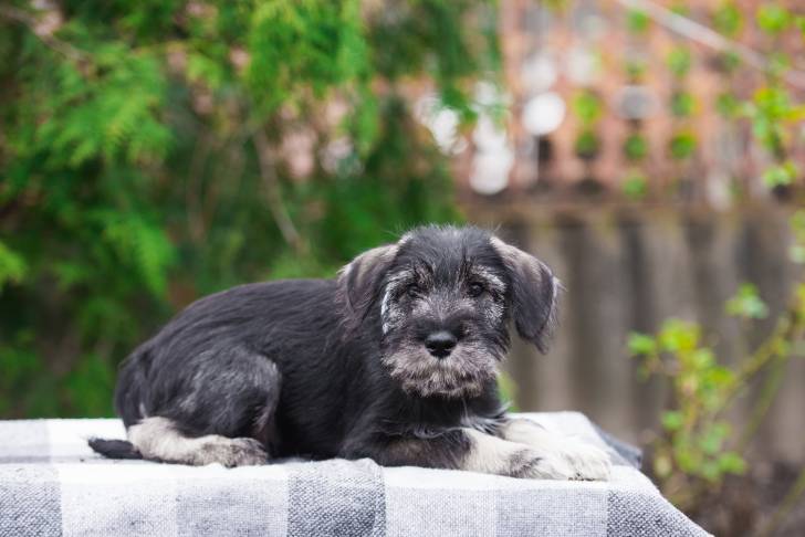 Photo Schnauzer Moyen