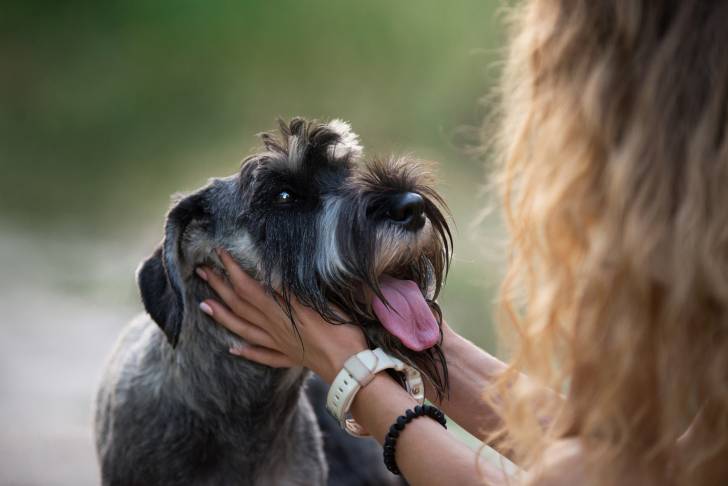 Photo Schnauzer Moyen