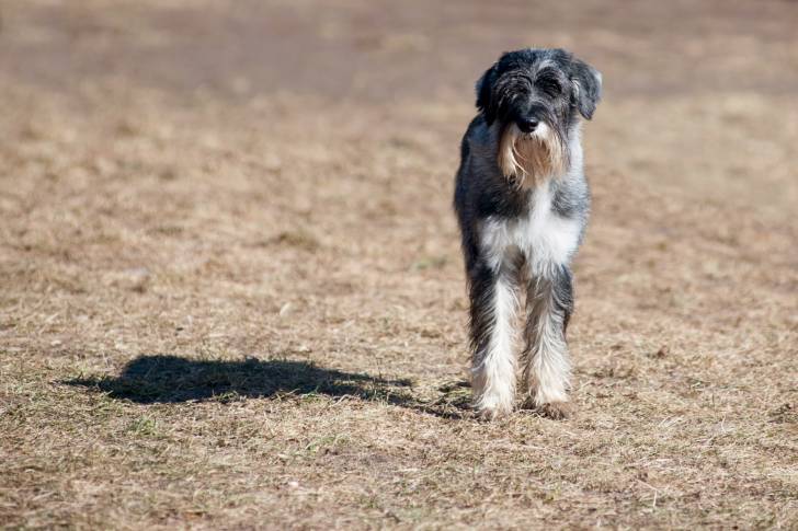 Photo Schnauzer Moyen