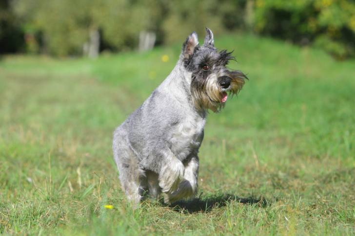 Photo Schnauzer Moyen