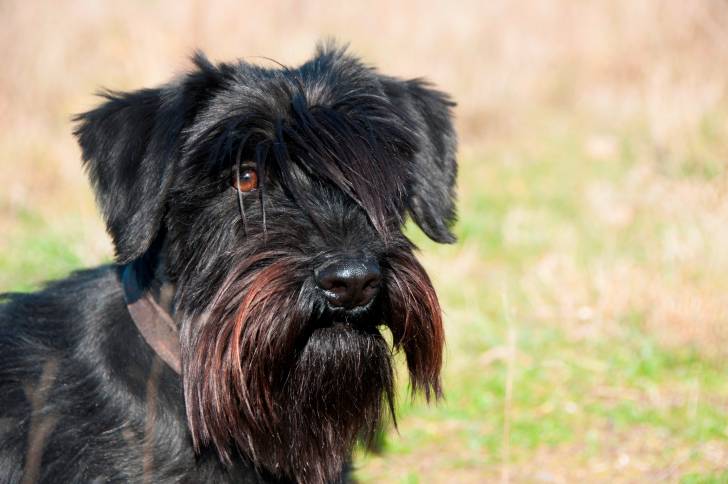 Photo Schnauzer Moyen