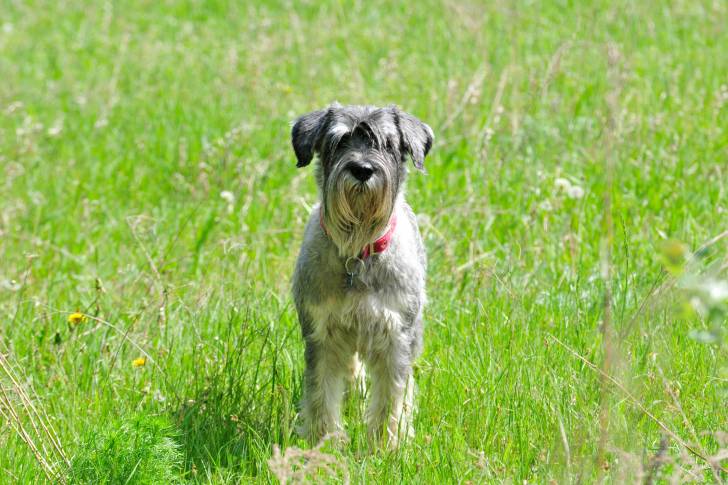 Photo Schnauzer Moyen