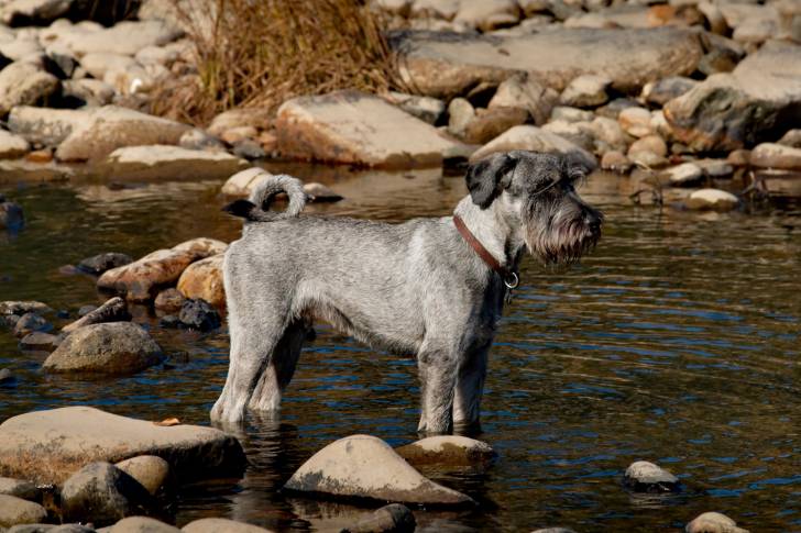 Photo Schnauzer Moyen