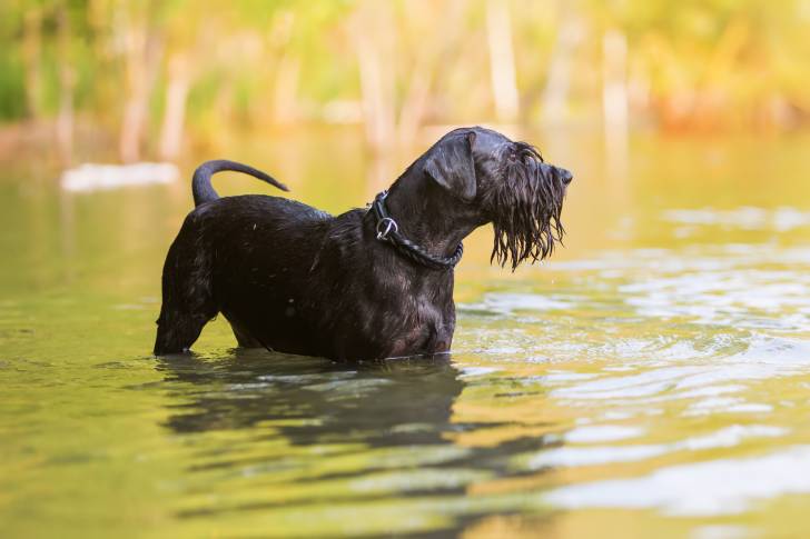 Photo Schnauzer Moyen