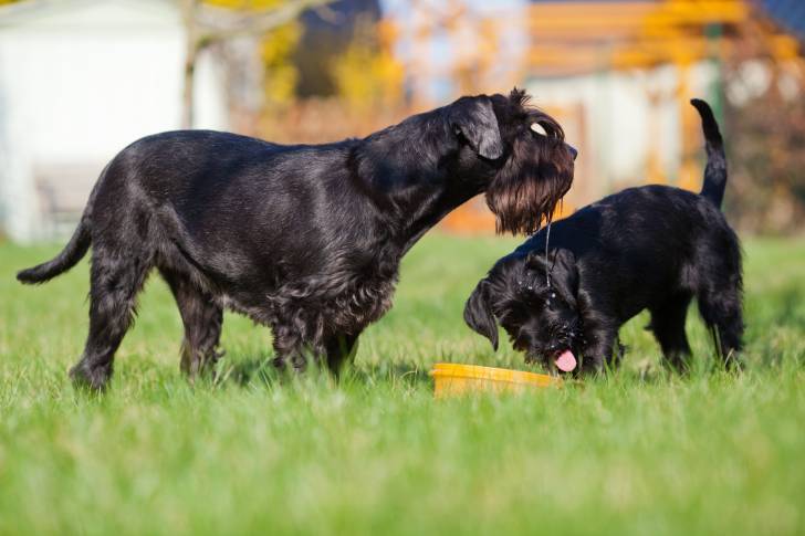 Photo Schnauzer Moyen