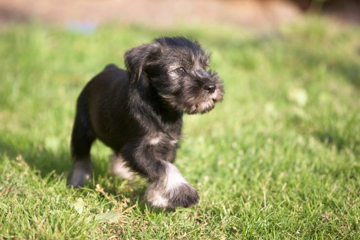 Photo Schnauzer Moyen