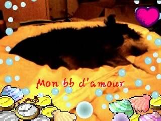 Prisca qui fait dodo ( DCD) - Schnauzer Moyen (11 ans)