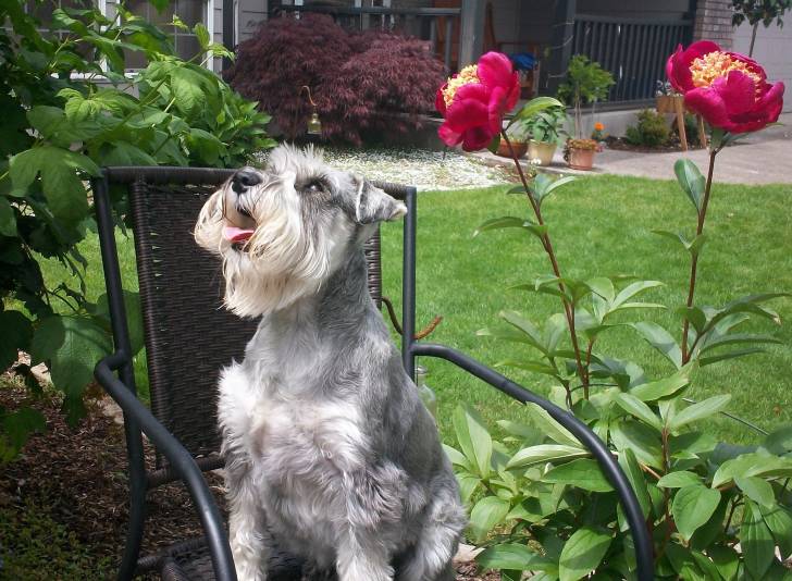 Charlie - Schnauzer Moyen Mâle (4 ans)